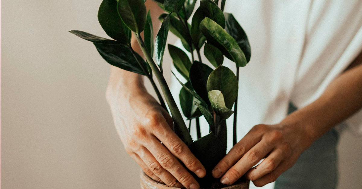 O que são os 5Rs da sustentabilidade e como praticá-los