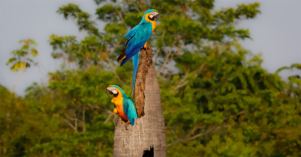 Dia da Amazônia: A importância da preservação e da sustentabilidade
